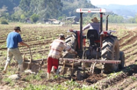 Fumo perde 10% da área na próxima safra